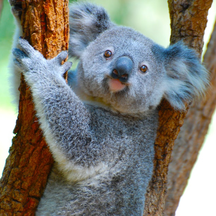 Koala Bear
