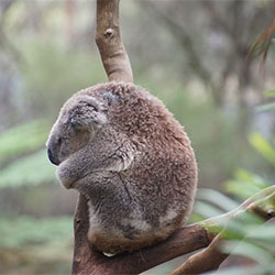 Koala Image 1