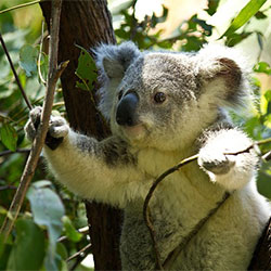 Koala Image 2