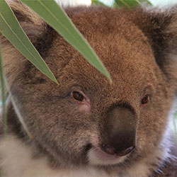 Koala Image 3