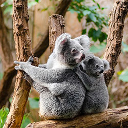 Koala Image 4
