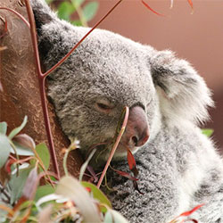Koala Image 5