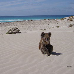 Koala Image 6