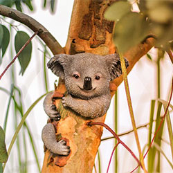 Koala Image 7
