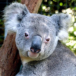 Koala Image 8