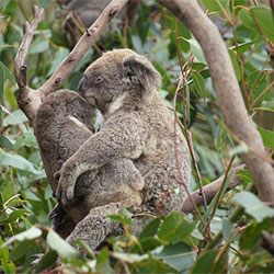 Koala Image 9